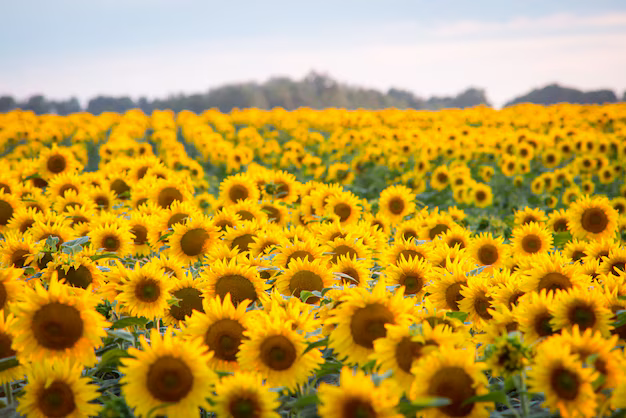 Sunflowers