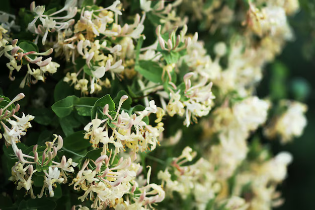 Honeysuckle Jasmine